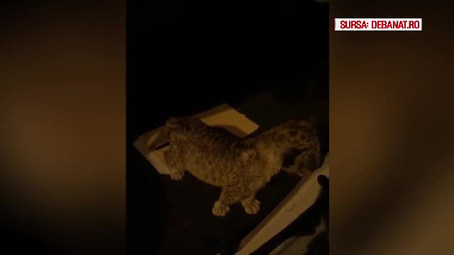 De unde provenea puiul de leu găsit în portbagaj, la Timişoara. A fost luat pe 1.000 de lei şi palincă