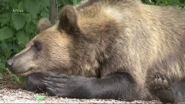 Oamenii dintr-un sat din Mureș, disperați din cauza unui urs care le atacă oile. ”L-am văzut cum o mânca”