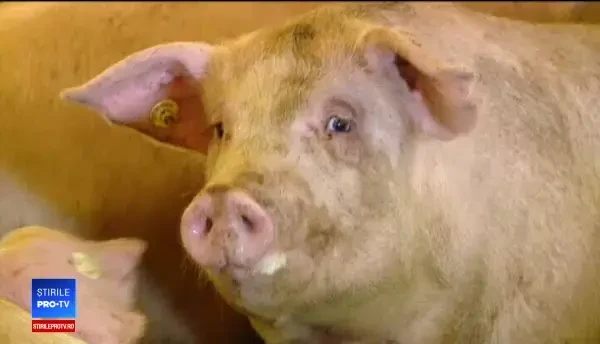 Acţiunea cu cel mai puternic impact a ultimilor 30 de ani: sacrificarea a 140.000 de porci