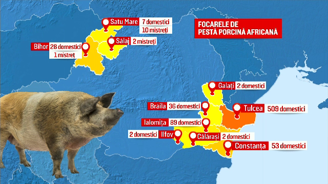 Procesul de sacrificare al porcilor la cea mai mare fermă din România a început. Anunțul patronului pentru angajați