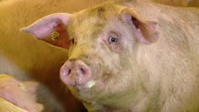 Virusul pestei porcine, confirmat într-o gospodărie din Giurgiu. Al 12-lea județ afectat
