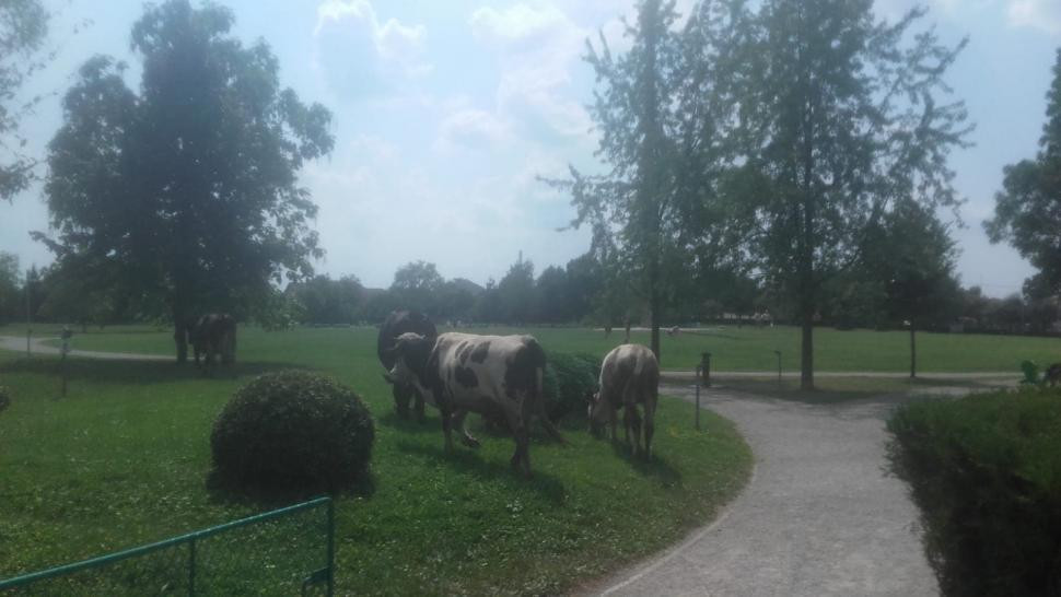 A lăsat vacile la păscut lângă Coloana lui Brâncuşi. Amenda primită