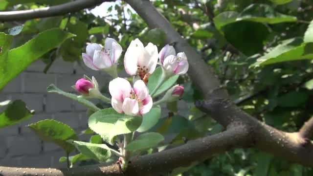 Estimările ANM pentru această toamnă. Pomii fructiferi au înflorit din nou din cauza căldurii