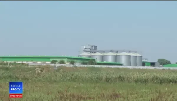 Zeci de mii de porci, uciși la cea mai mare fermă din România. Unde vor fi duse cadavrele