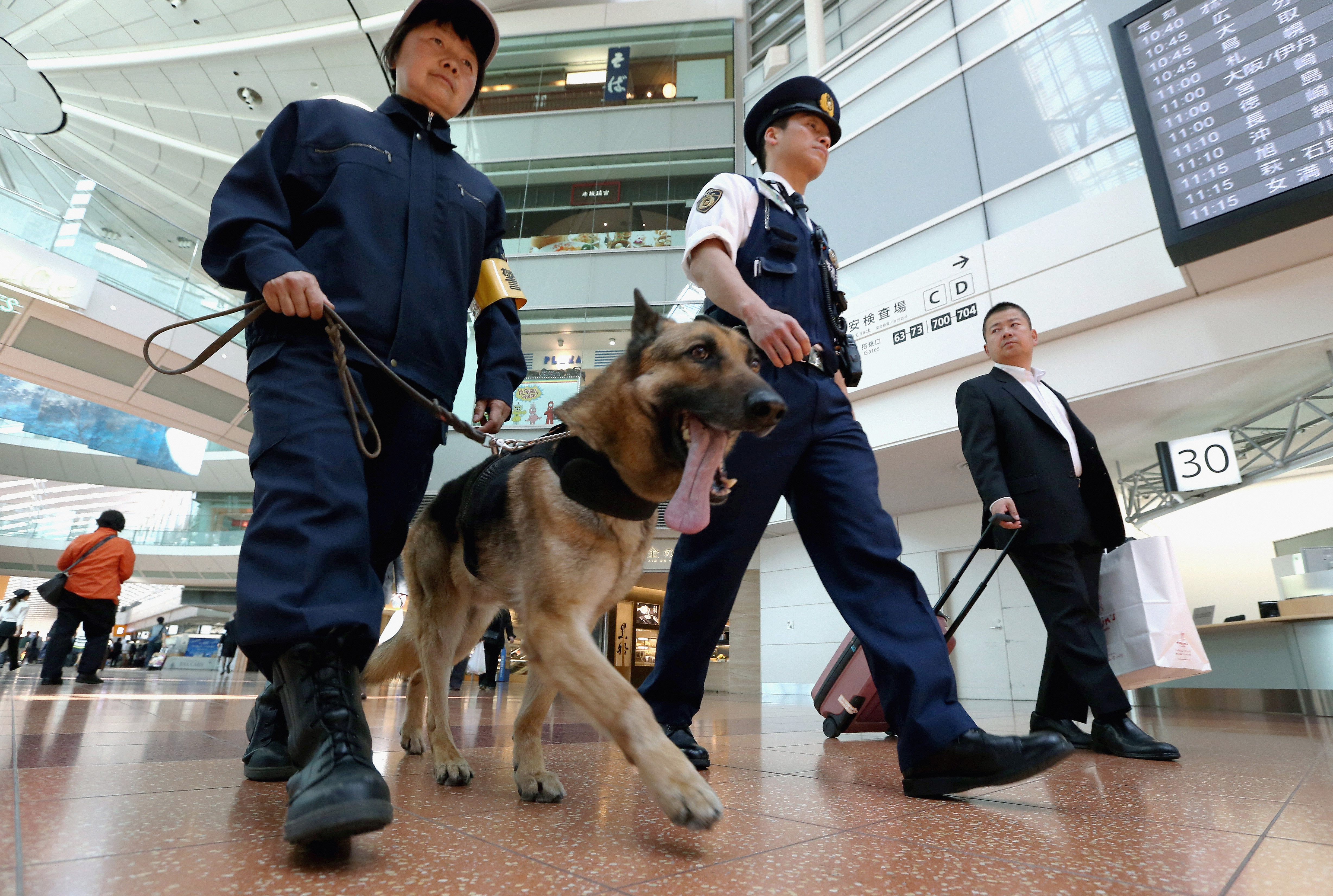 Cum va fi omagiat un câine polițist din Coreea de Sud, căzut la datorie