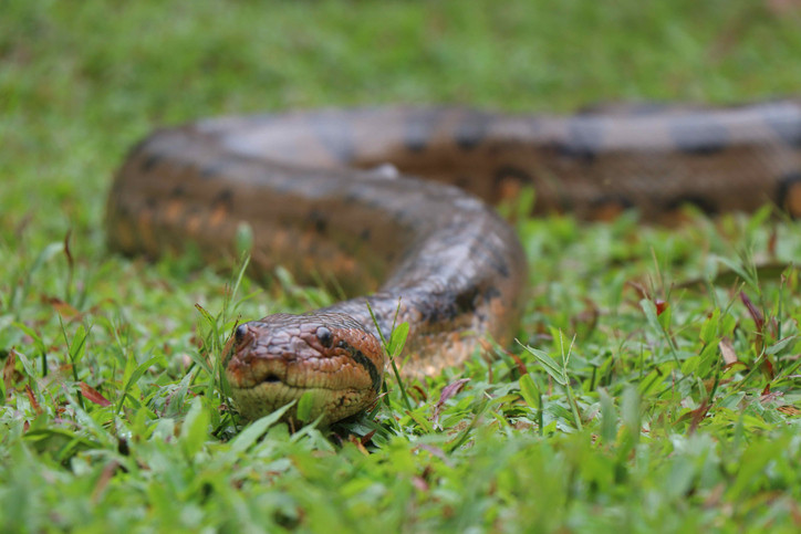 Un anaconda de aproape 3 metri, prins de autorități după 6 zile. Unde a stat ascuns