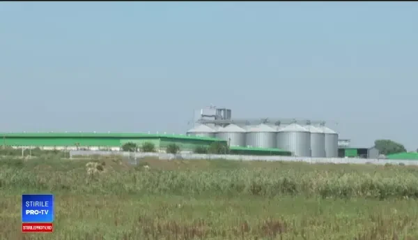 Criza peste porcine ia amploare, deși sunt sacrificați sute de mii de porci. Noi focare zilnic