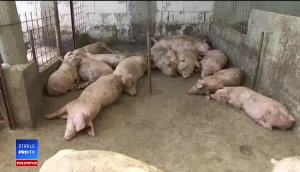 Criza pestei porcine ia amploare, deși sunt sacrificați sute de mii de porci. Noi focare zilnic