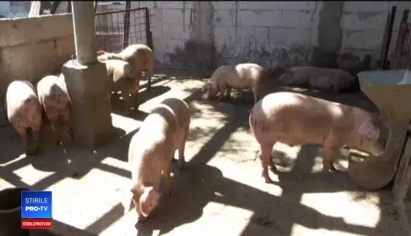 Pesta porcină afectează grav întreaga industrie. De Crăciun, prețul cărnii ar putea exploda