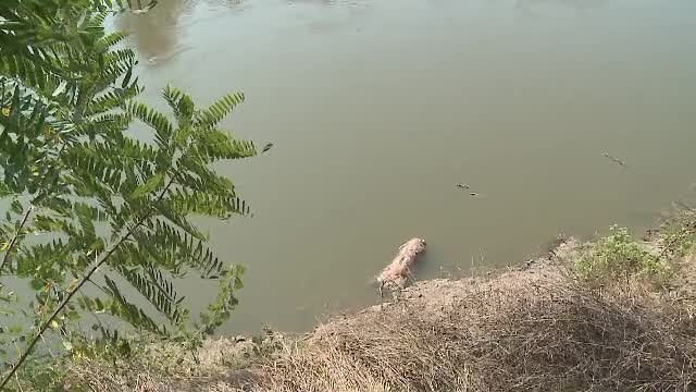 Pesta ar putea ajunge şi în judeţul Arad. Cadavrul unui porc a fost adus de ape