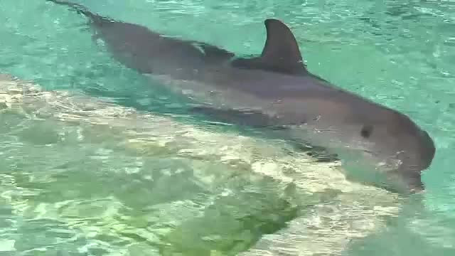 Plajă închisă din cauza unui delfin "necuviincios". Ce i-a făcut unei înotătoare