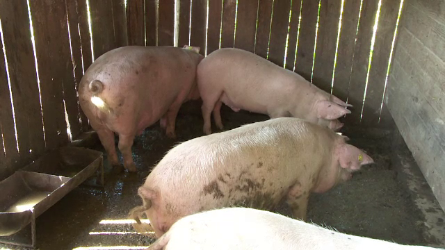 Cu lacrimi în ochi, oamenii își taie porcii cu 4 luni înainte de Crăciun. Virusul se extinde rapid