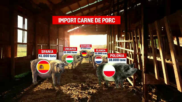 Virusul pestei porcine afectează grav și industria cărnii. De frică, procesatorii aduc carne din afară
