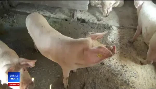 De teamă că le vor fi omorâți porcii, oamenii sacrifică animalele și cumpără congelatoare