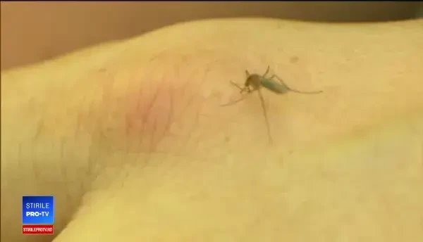Lupta cu țânțarii care transmit West Nile continuă. Soluția găsită de cercetătorii din Constanța
