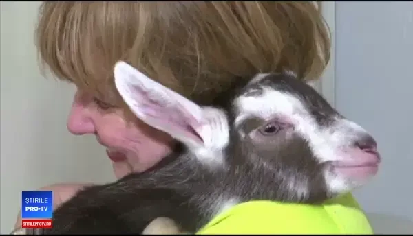 Yoga cu capre, la modă în SUA. Un nou studiu arată că animalele preferă oameni veseli