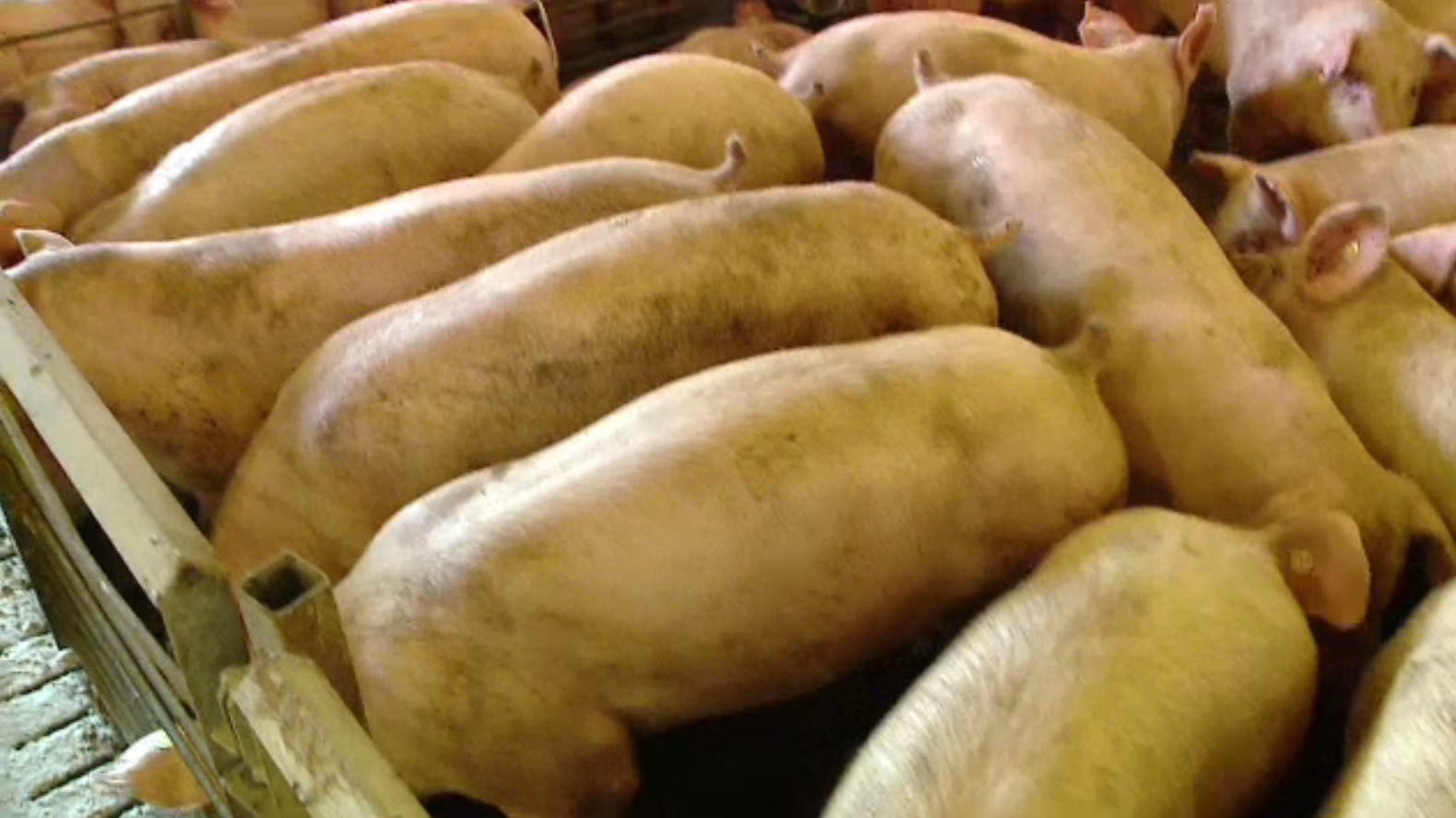 Soluția care poate preveni răspândirea pestei porcine, ținută sub cheie. ”Am dat-o la femeie”