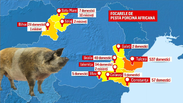Măsurile luate de vecinii bulgari pentru a împiedica răspândirea pestei porcine și la ei
