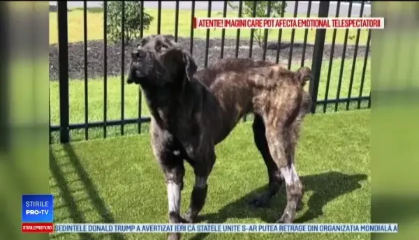 Coșmarul prin care a trecut un cățel. Stăpâna voia să se răzbune pe fostul iubit