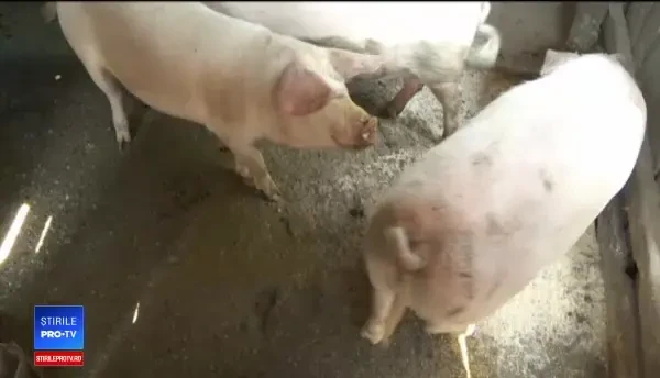 Soluția care poate preveni răspândirea pestei porcine, ținută sub cheie. Am dat-o la femeie