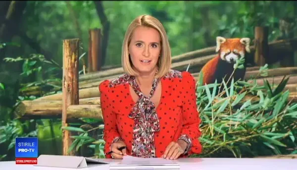 Puiul de panda roșu care face senzație la o grădină zoologică. VIDEO