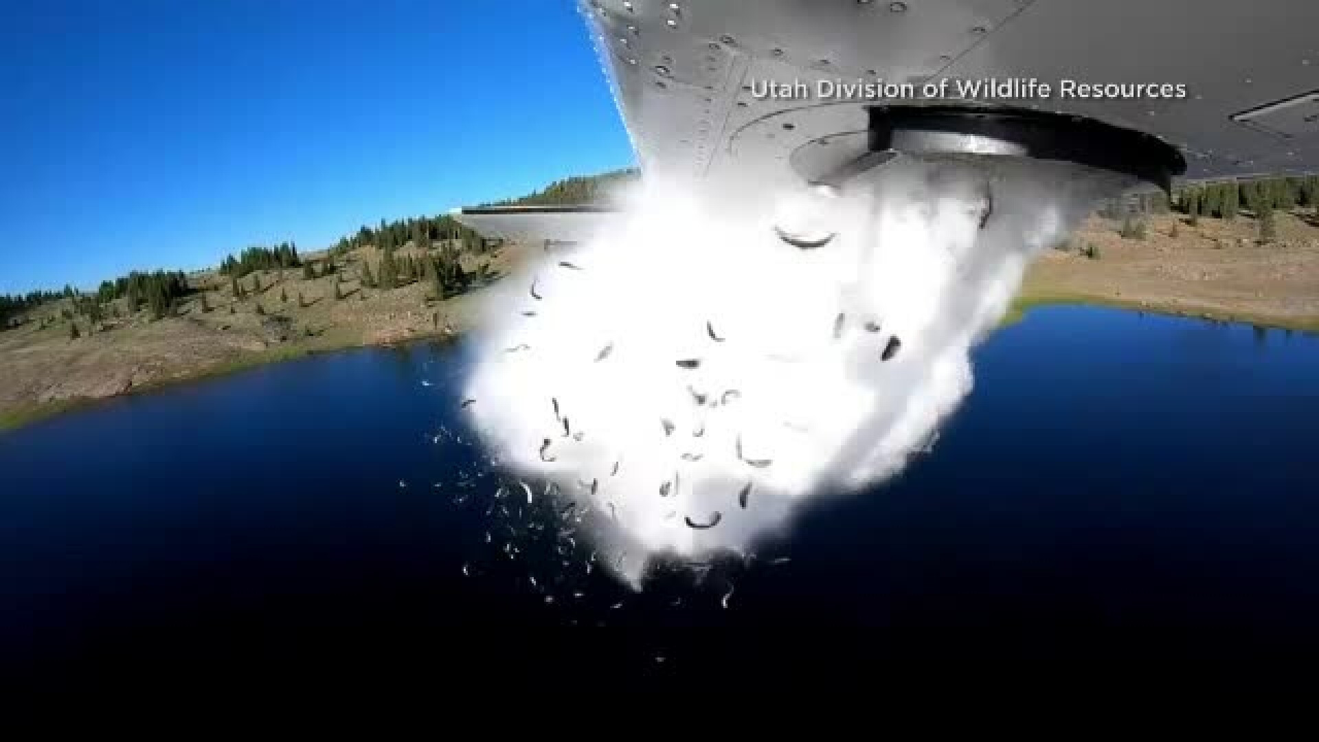 Operațiune spectaculoasă în SUA. Pește eliberat direct dintr-un avion, într-un lac de munte