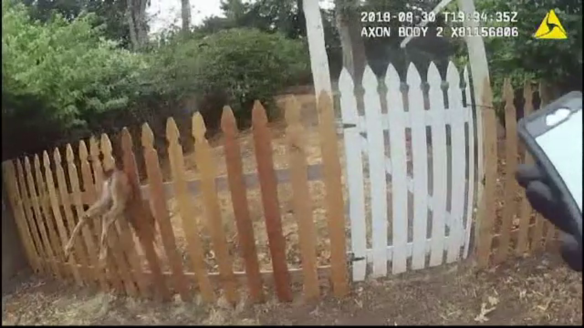 Căprioară blocată între scândurile unui gard. Operațiunea de salvare a fost filmată