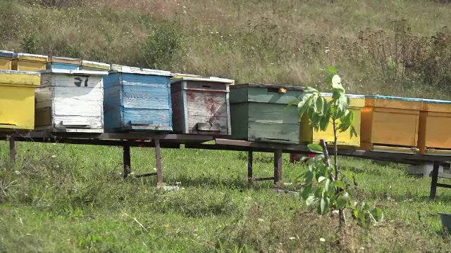 A venit din Anglia şi a murit a doua zi, înţepat de albine. "A căzut jos, convulsii"