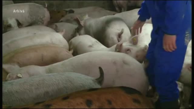 Guvernul nu are bani pentru a-i despăgubi pe crescătorii de porci. Sunt deja peste 800 de focare
