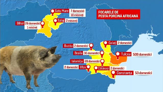harta pesta porcina