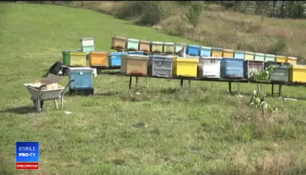 Tragedie într-o familie din Alba. A murit la 31 de ani, după ce a fost înțepat de albine