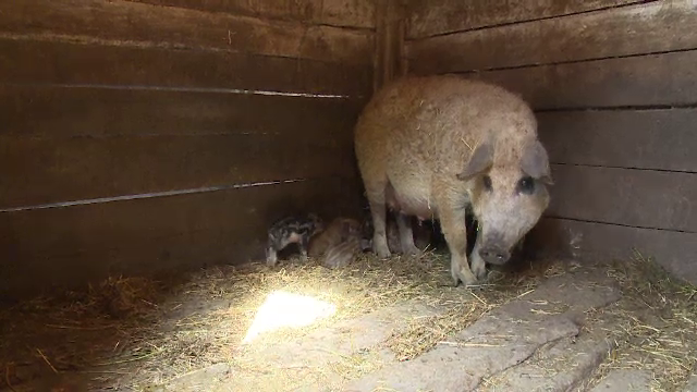 Sătenii îşi pun "preşuri anti-pestă" la poartă. "3 am, la fiecare copil câte un porc"