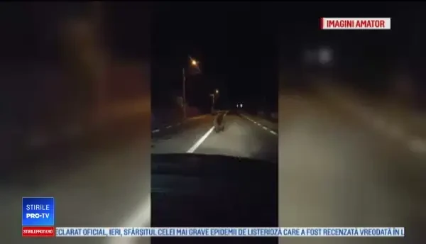 Un urs a fost surprins alergând printr-un sat din Covasna, după care a intrat într-o curte