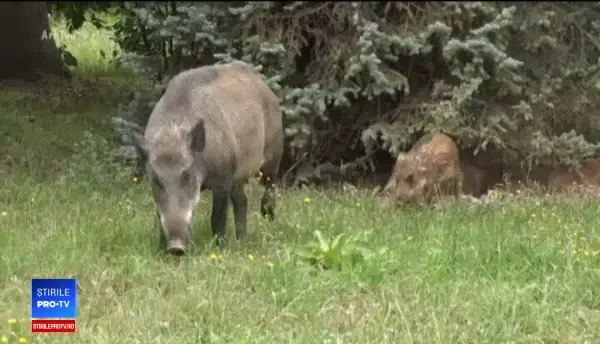 Sătenii îşi pun preşuri anti-pestă la poartă.