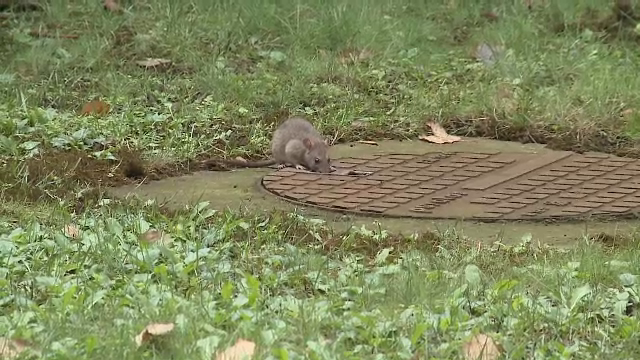 Invazie de șobolani în Arad. Clădirea unde şi-au făcut "centrul de comandă"