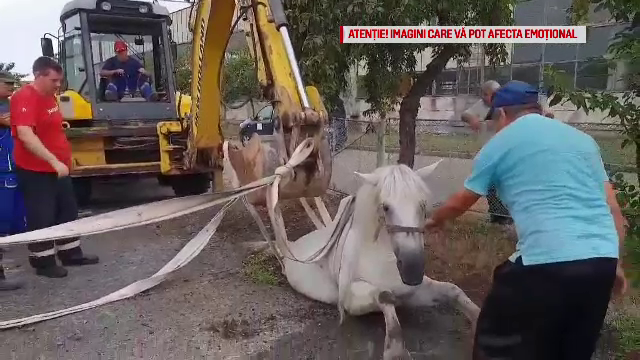 Un cal a căzut în canalizare, într-un oraş din Satu Mare. "Vezi să nu-l rupi"