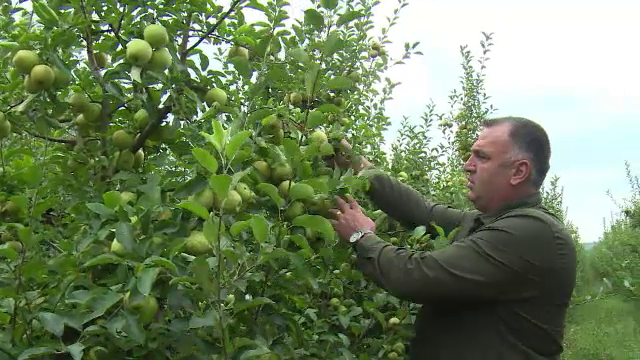 Producătorii de mere din Dâmbovița s-au unit. Recolta va ajunge în 2 lanțuri de magazine