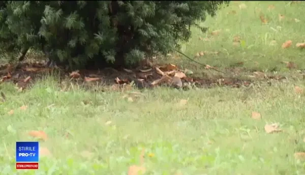 Invazie de șobolani în Arad. Clădirea unde şi-au făcut centrul de comandă