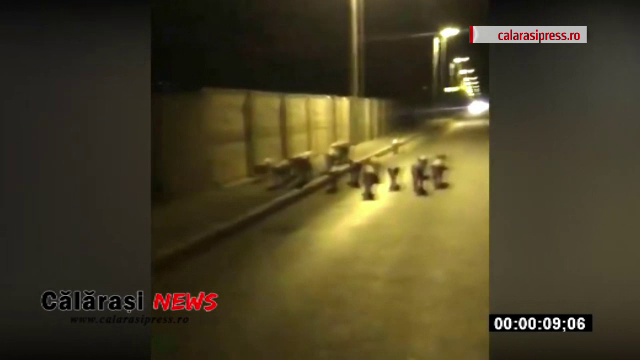 Porci filmați plimbându-se pe străzi în Călărași. Gestul unui fermier de teama pestei