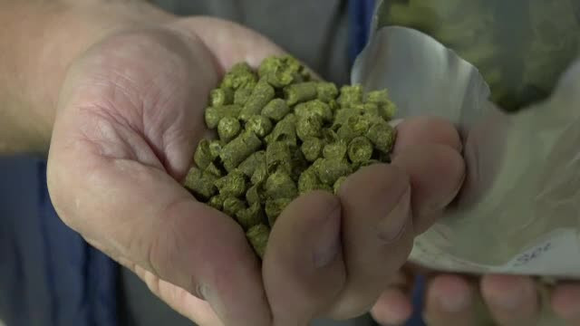 Cultivatorii de hamei vând recolta aproape instantaneu berarilor. Cât costă o plantaţie