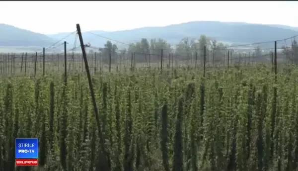 Cultivatorii de hamei vând recolta aproape instantaneu berarilor. Cât costă o plantaţie