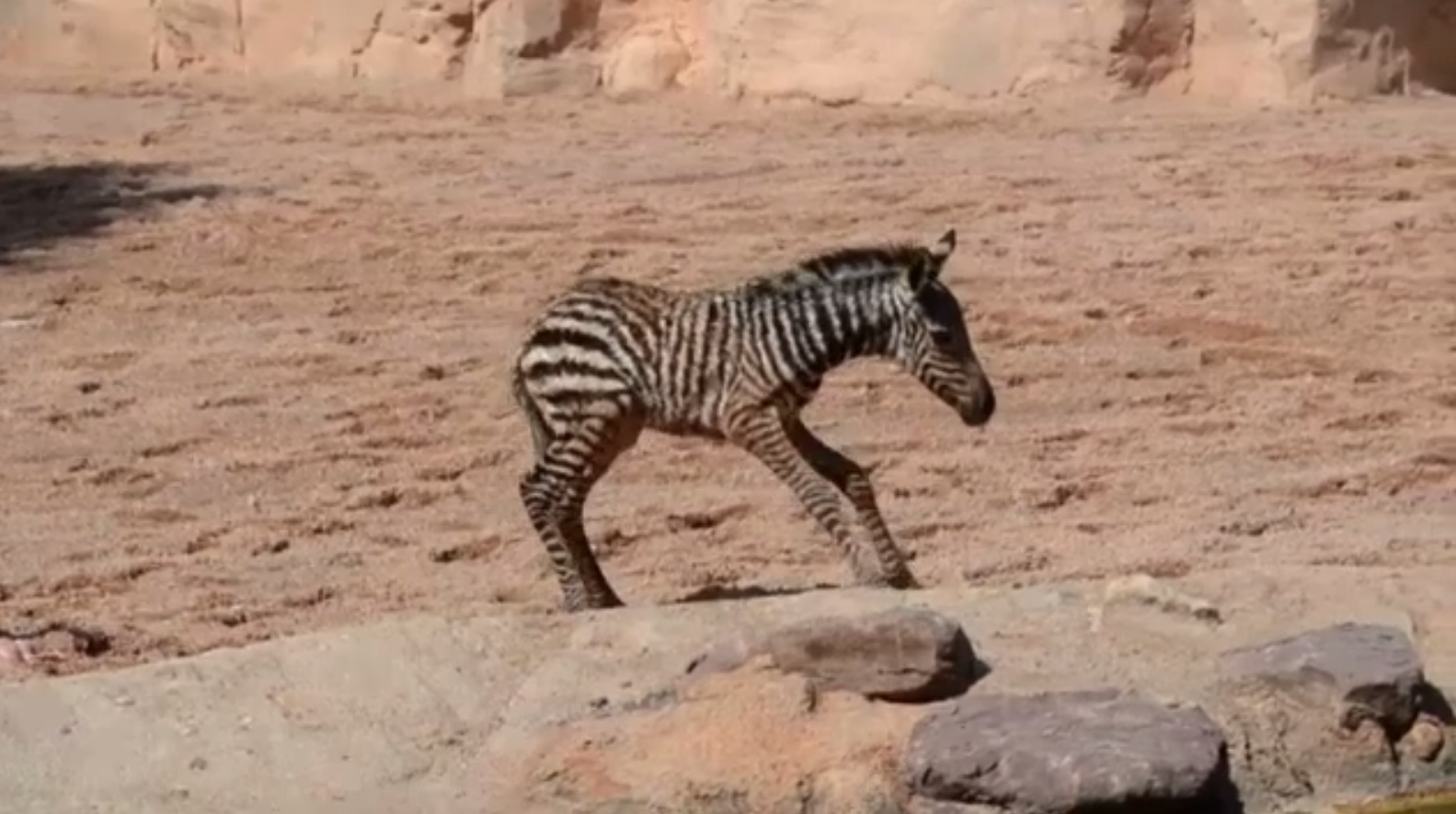 Ce a pățit un pui de zebră imediat după ce a fost adus pe lume. Mama a vrut să-i atace pe îngrijitori