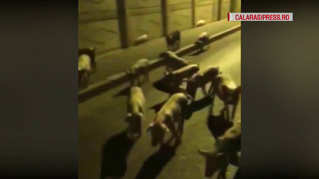 Reacția primarului din Călărași unde zeci de porci, suspecți de pestă, au fost filmați pe străzi