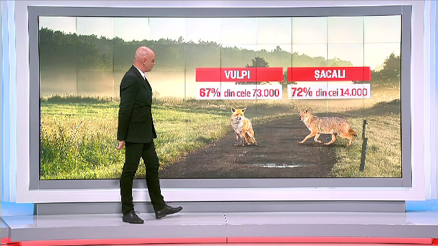 vanatoare, porci, animale, ministerul mediului