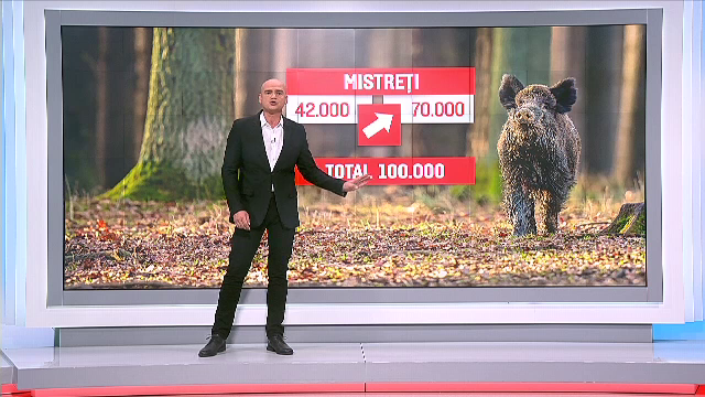 vanatoare, porci, animale, ministerul mediului
