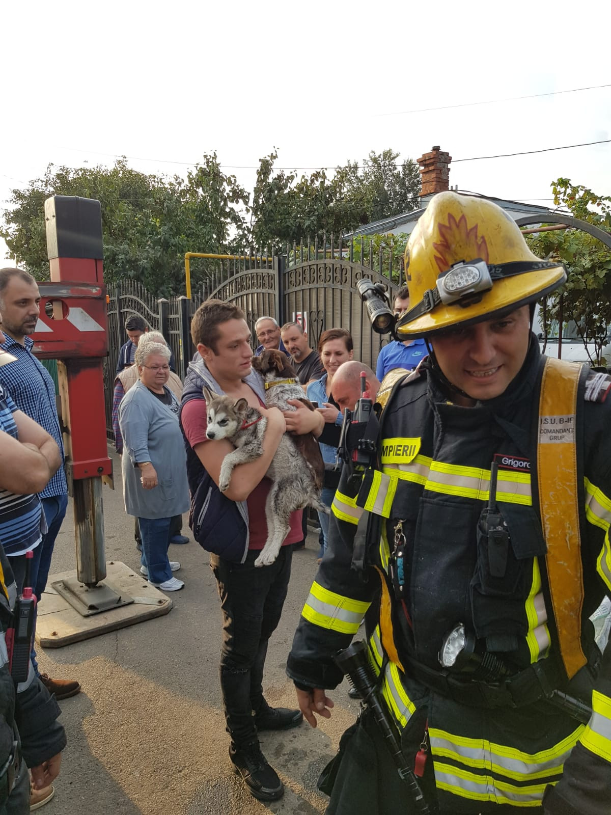 caini, incendiu, ingrijiri,