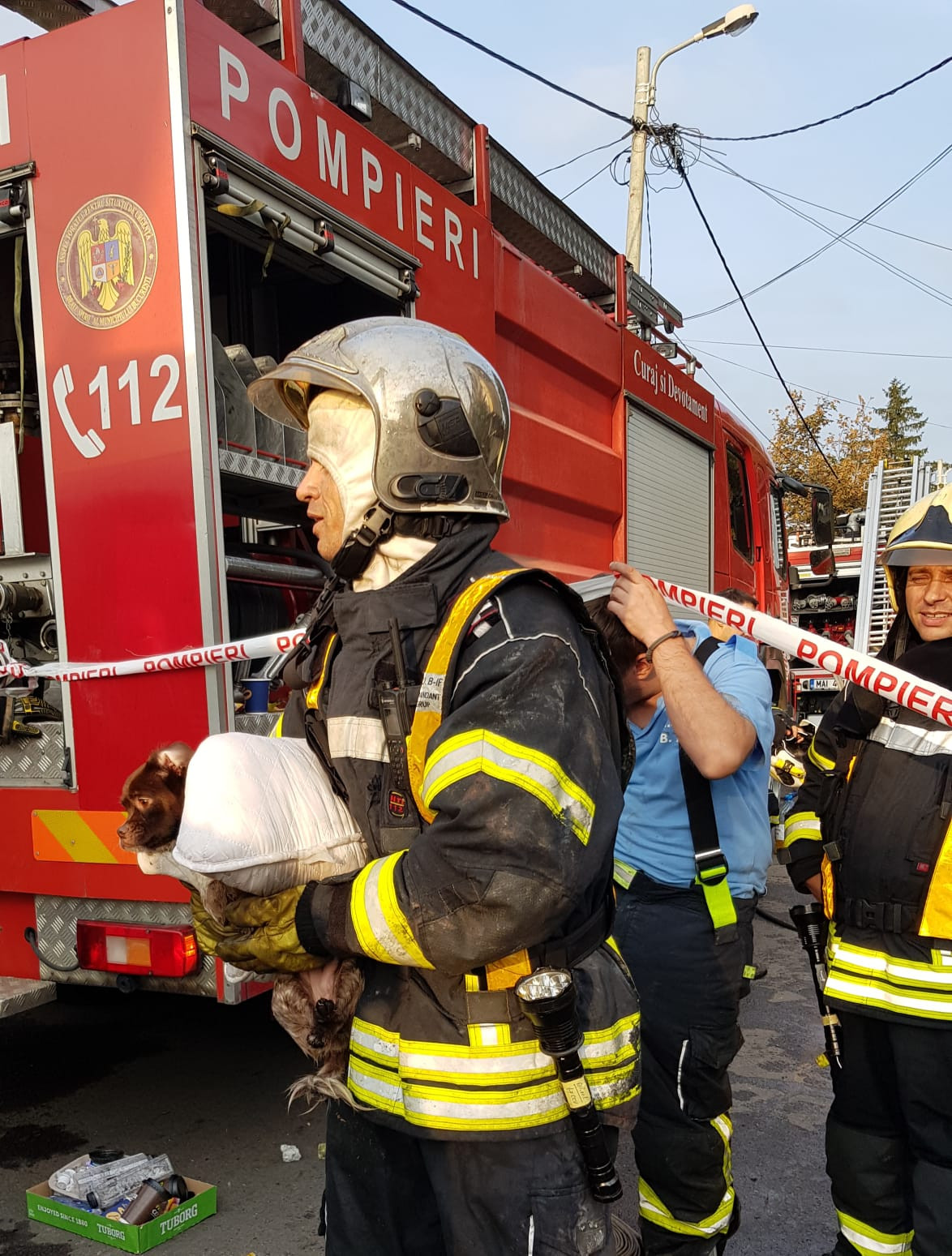 caini, incendiu, ingrijiri,