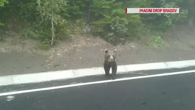 Un urs a ieşit la şosea, pe drumul între Covasna şi Vrancea. Ce căuta