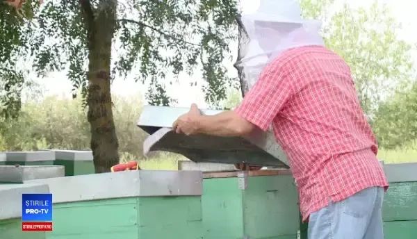 România a pierdut primul loc în UE la producţia de miere. De ce