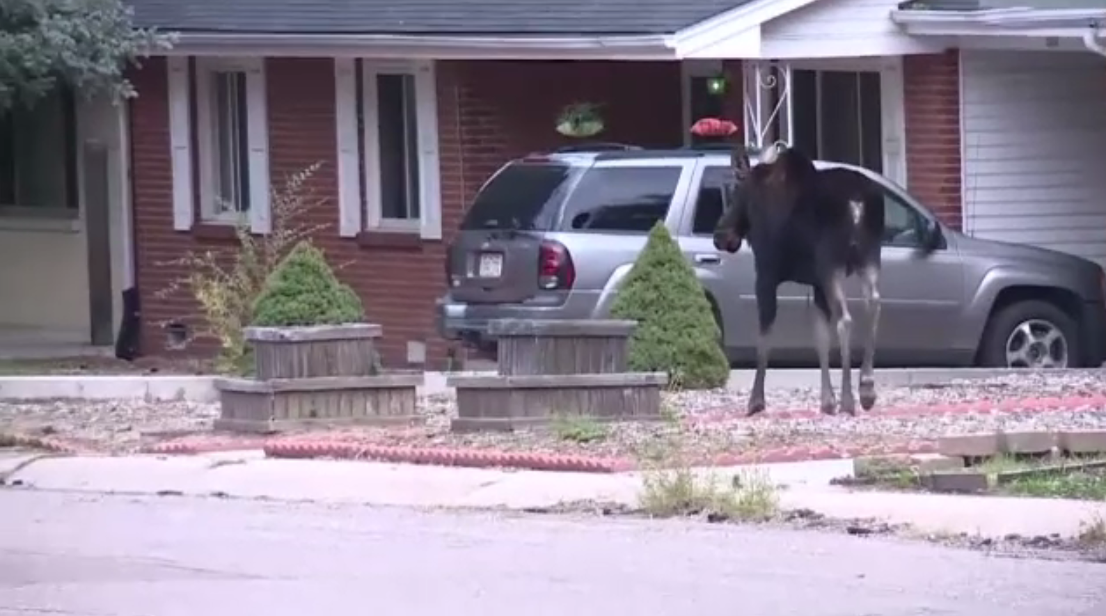 Un elan și-a făcut apariție pe străzile din Colorado Springs. Cum a fost surprins